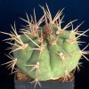 Gymnocalycium_eurypleurum_3